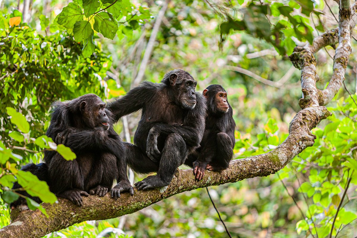 Gorilla Trekking